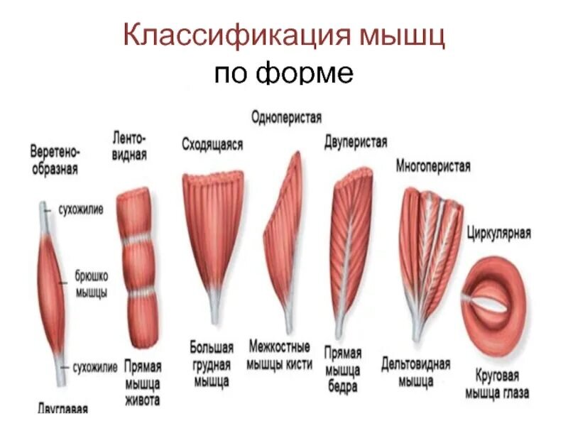 #анатомия Жевательные мышцы, синергисты, антагонисты и агонисты. Разбор жеватель