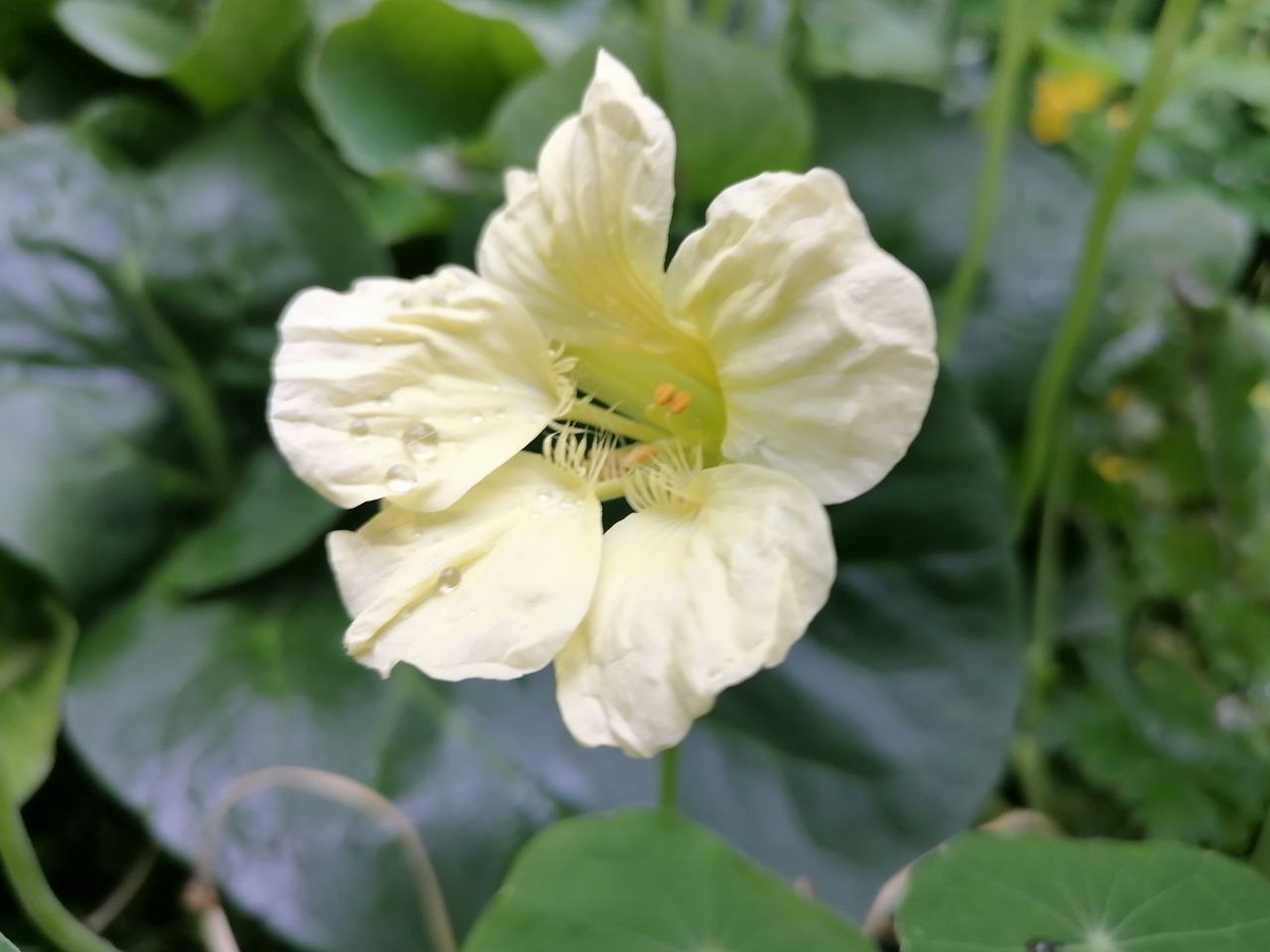 Настурция Йети, фото автора