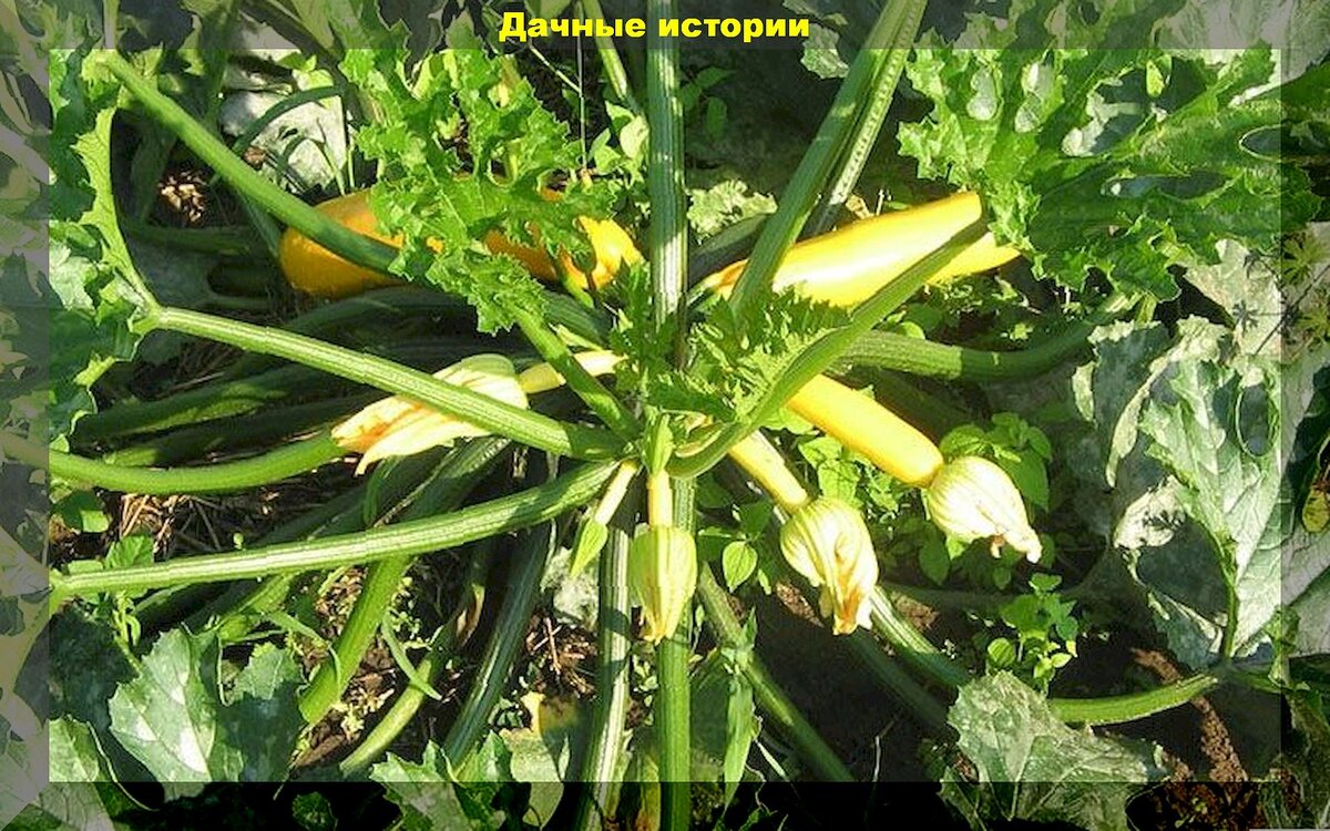 https://vk.com/photo-159774511_457264937. Кабачок «Golden Glory F1»