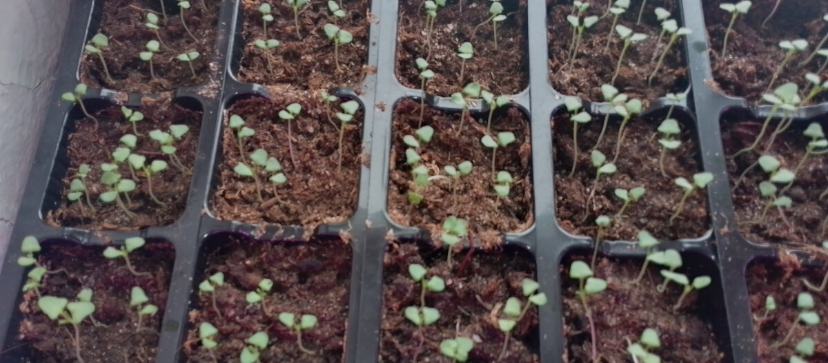 Тут моим всходам 8 дней. Фото сделано 18 марта. Этот сорт проклюнулся уже на второй день после переноса в теплое помещение. Раньше, чем все остальные.