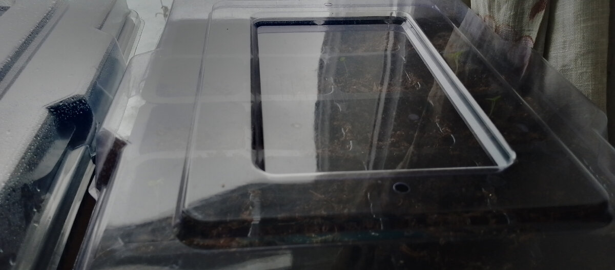 Это другой сорт. Тут всходы пока единичные. 18 марта.