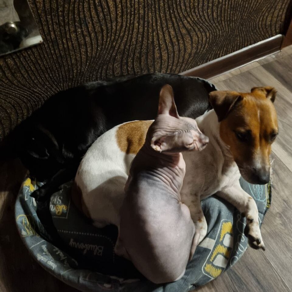 кошки и собаки. собака с кошкой дружат. лучшие домашние животные для квартиры. домашние гепарды.