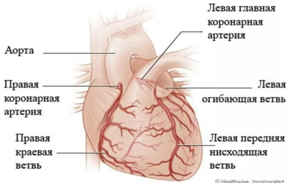 Система коронарного кровообращения 