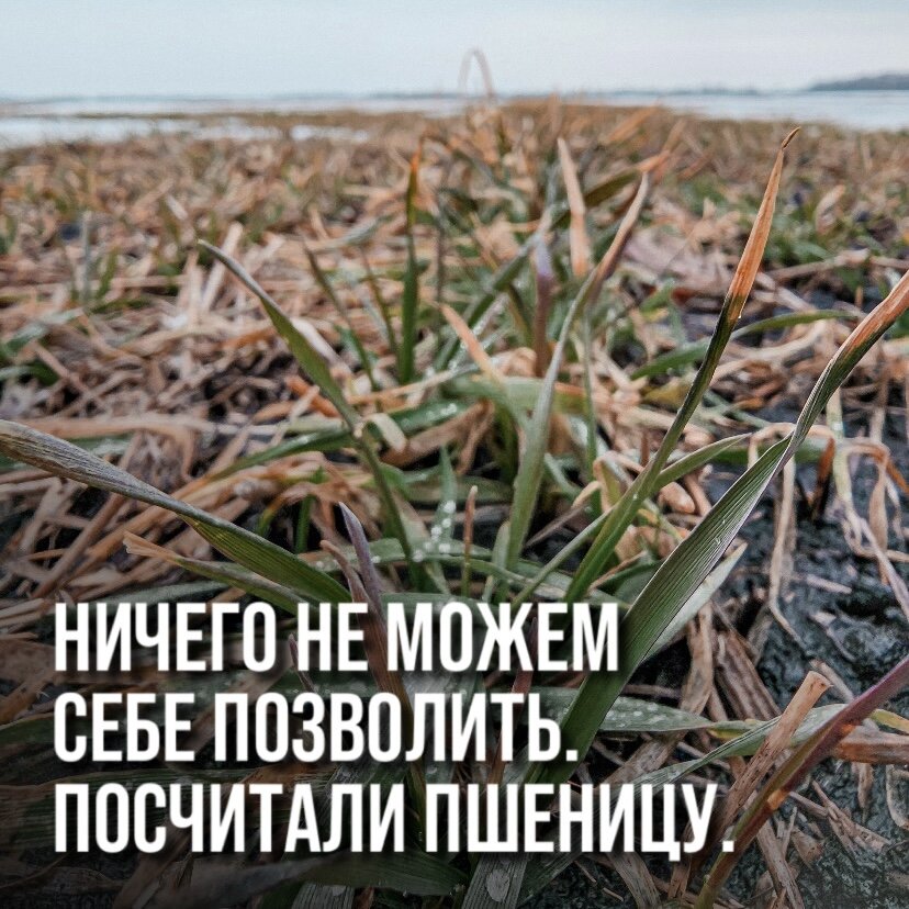 МЫ НИЧЕГО НЕ МОЖЕМ СЕБЕ ПОЗВОЛИТЬ. Я ПОСЧИТАЛ РЕНТАБЕЛЬНОСТЬ ПШЕНИЦЫ. 