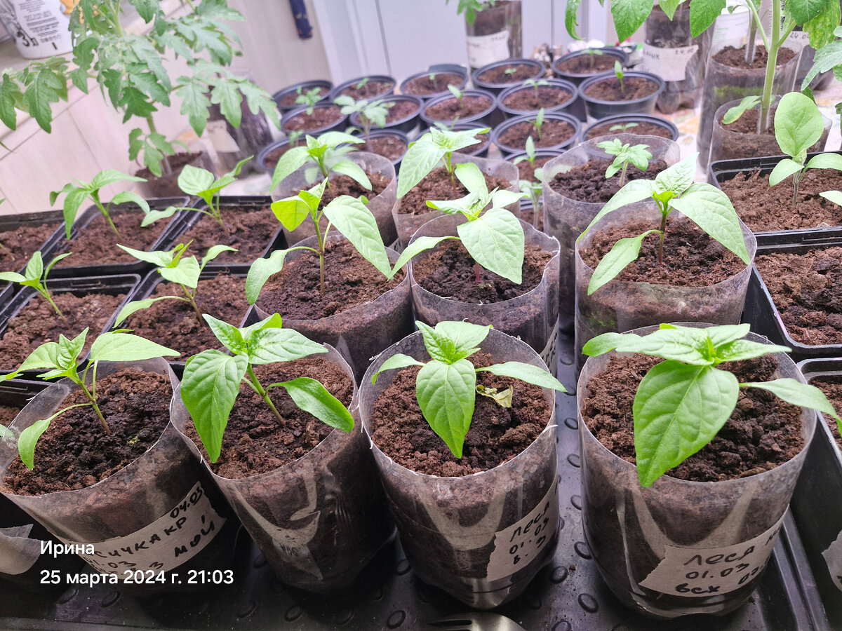 Перец, баклажаны посеяны и проросли. Скоро можно будет устраивать двадцатидневную фотосессию.