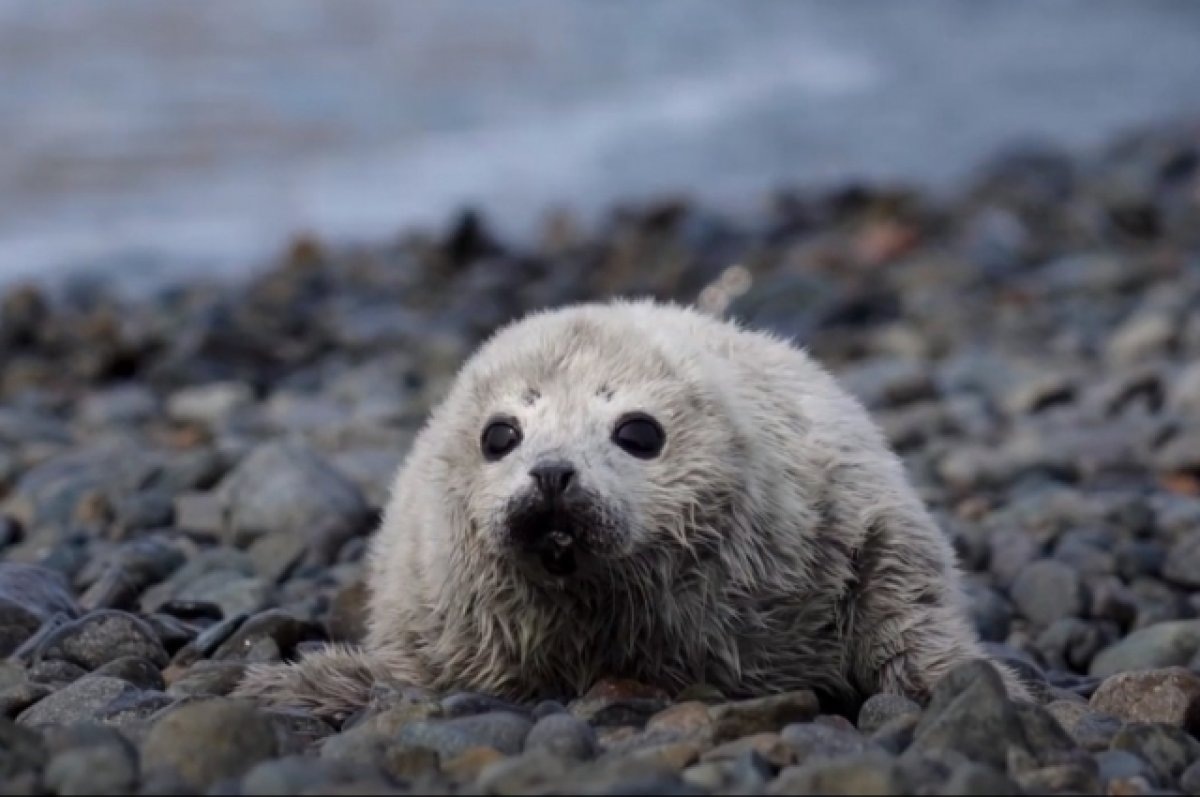 пресс-служба ФГБУ «Земля леопарда»