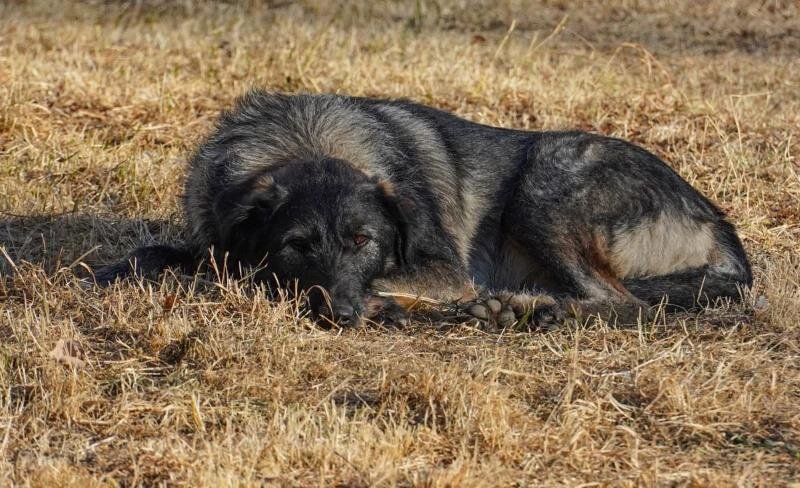    Фото: Амур.инфо