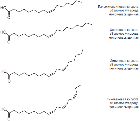 Наглядно показаны формулы наиболее распространенных мононесащенных и полиненасыщенных жирных кислот. Изображение взято из интернета.