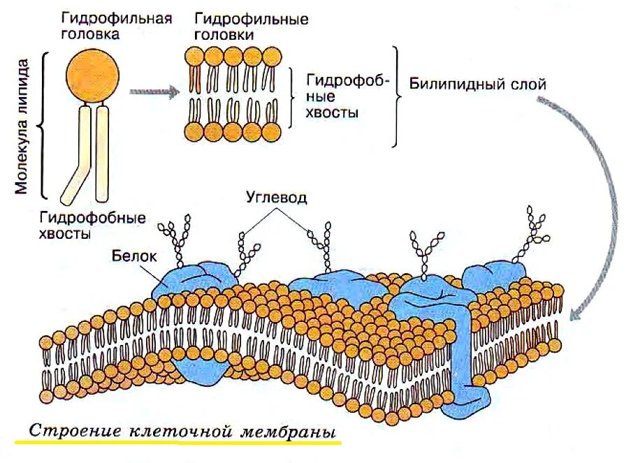 Мембранная стенка