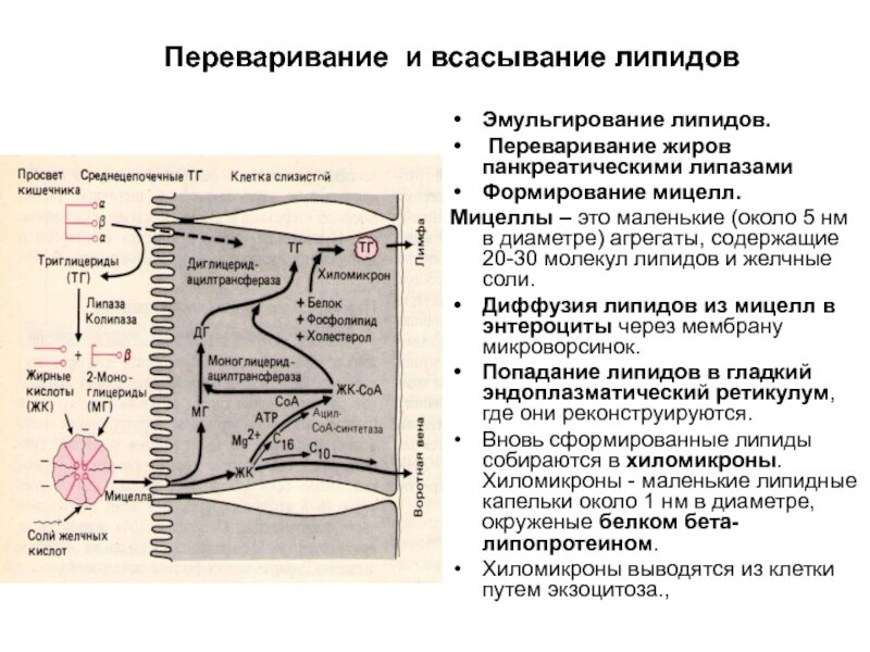 После всасывания продуктов переваривания пищевых жиров в кишечной стенке происходит