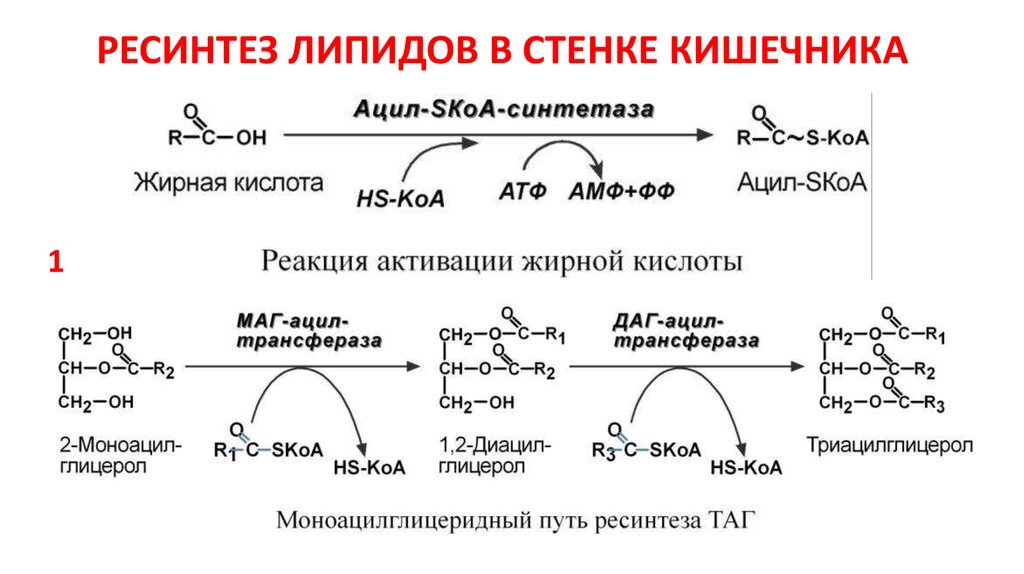 Ресинтез триацилглицеринов в кишечной стенке и синтез их в тканях физиологическое значение