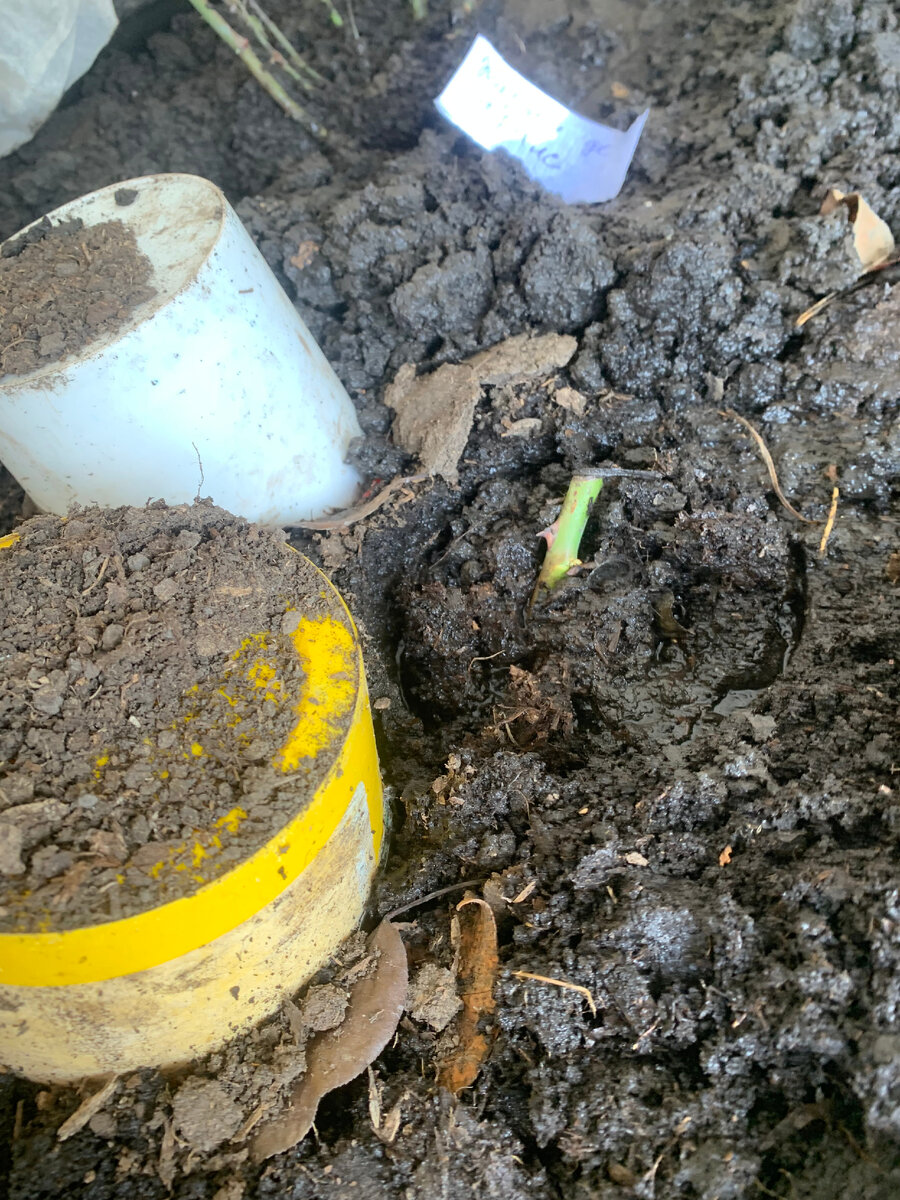 роза Констанс.