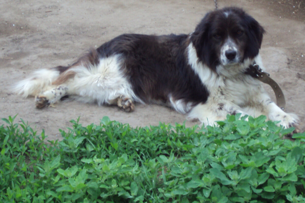 Фото автора канала "Волнушка"