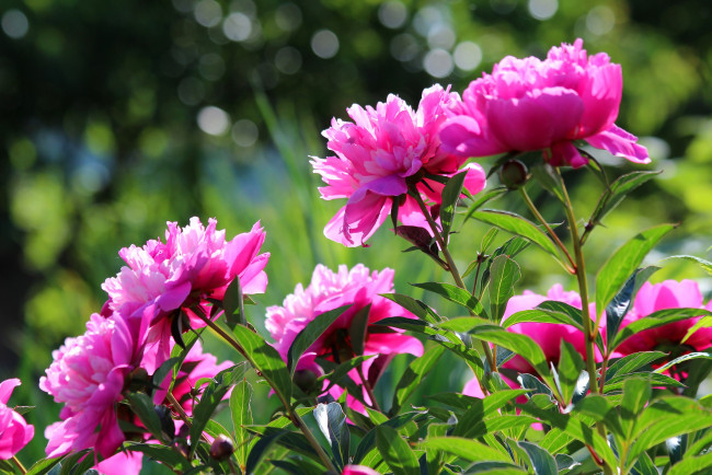 https://artfile.me/wallpaper/cvety-piony-cvetenie-priroda-dacha-leto--1217370.html