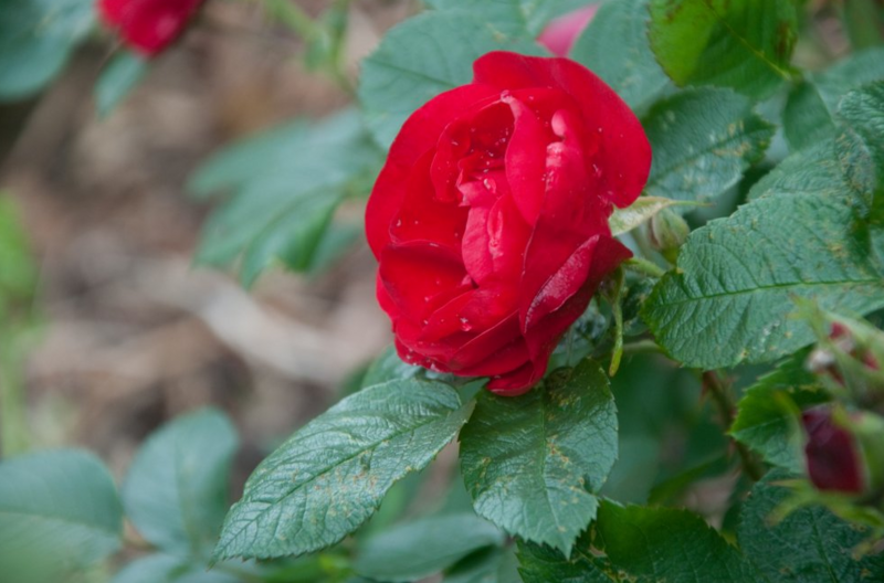 Hansaland®, Kordes, 1993, Гибрид Rugosa