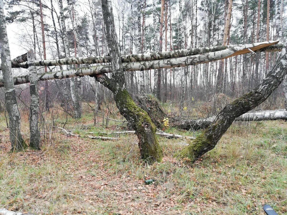 Творчество везде