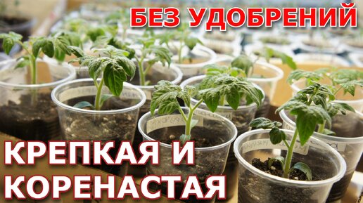 Крепкая и коренастая рассада без удобрений