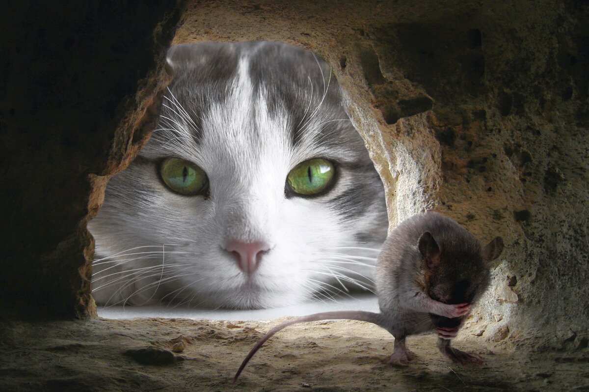  Кошки и мыши – давние враги в мире домашних животных.