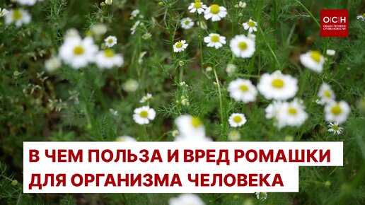 Польза и вред ромашки для организма