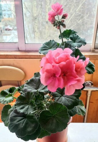 Цветёт сейчас красавица и выпускает новые бутоны.