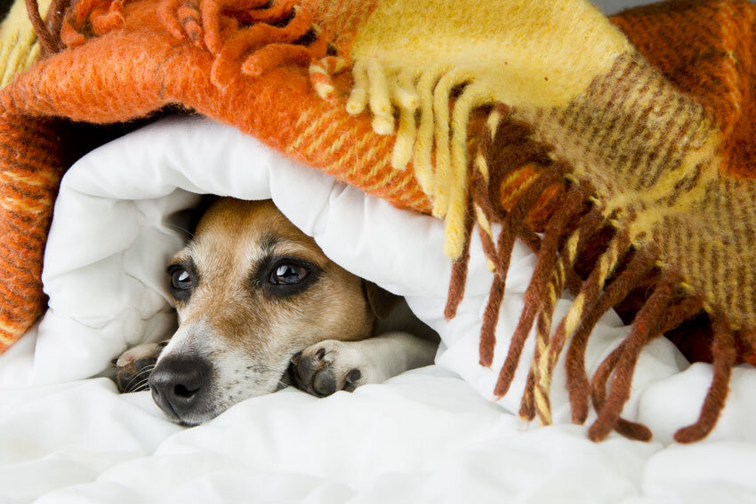 Переохлаждение, или гипотермия, представляет собой серьезную опасность для здоровья собаки, характеризующуюся снижением температуры тела ниже нормы.