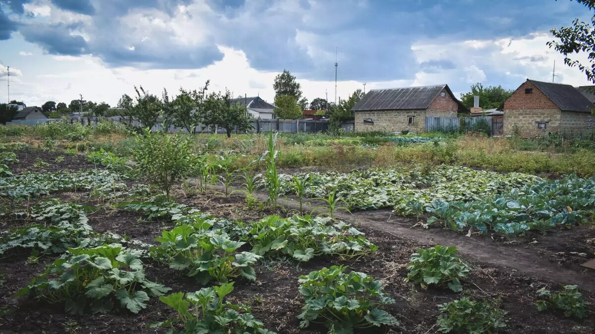    Эксперт рассказал, на какие детали нужно смотреть при покупке дачи, чтобы выявить проблемы участка и дома — и когда эти недостатки могут показать себя.