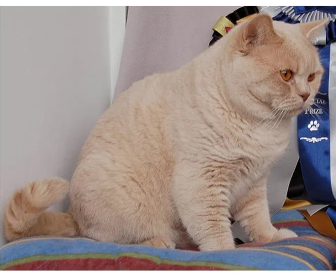 Кремовый окрас кошек. Британский прямоухий кот кремовый. Короткошерстный кремовый кот британский. Британский кремовый табби котенок. Британская короткошёрстная кошка кремовая