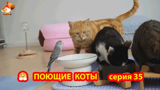 Крутые коты во дворе и дома часть 35 🤗 Природа Абхазии и красивое подворье с птицами и животными 🥰