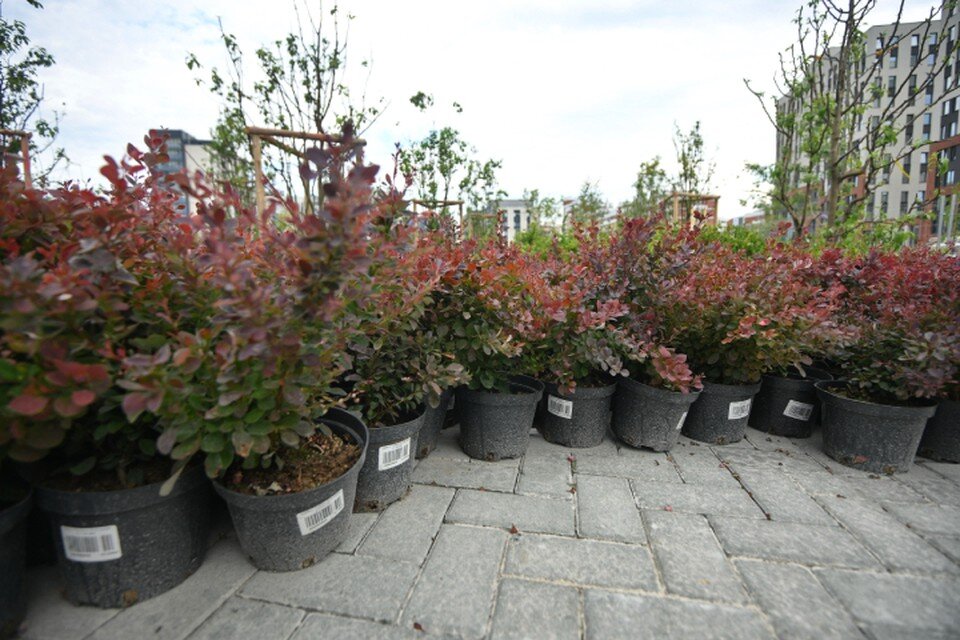 проект фкгс в городе кирове. проект фкгс в городе кирове. современные тенденции городского озеленения. сквер на всесвятской. листовка фкгс.