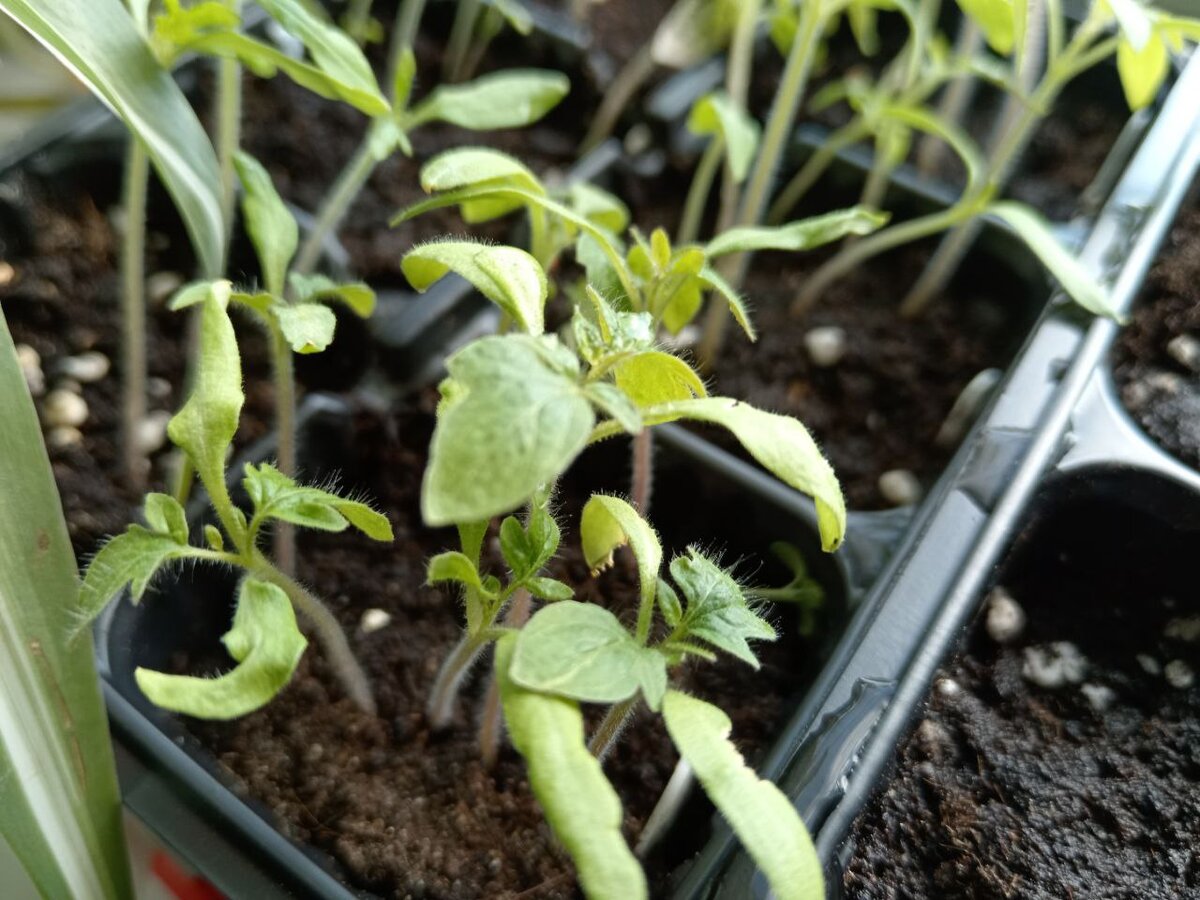 Рассада томатов, первый посев.