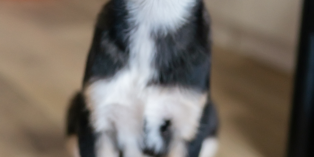 Этот щенок проехал 800 км, чтобы ровно через год, день в день, устроить свою судьбу