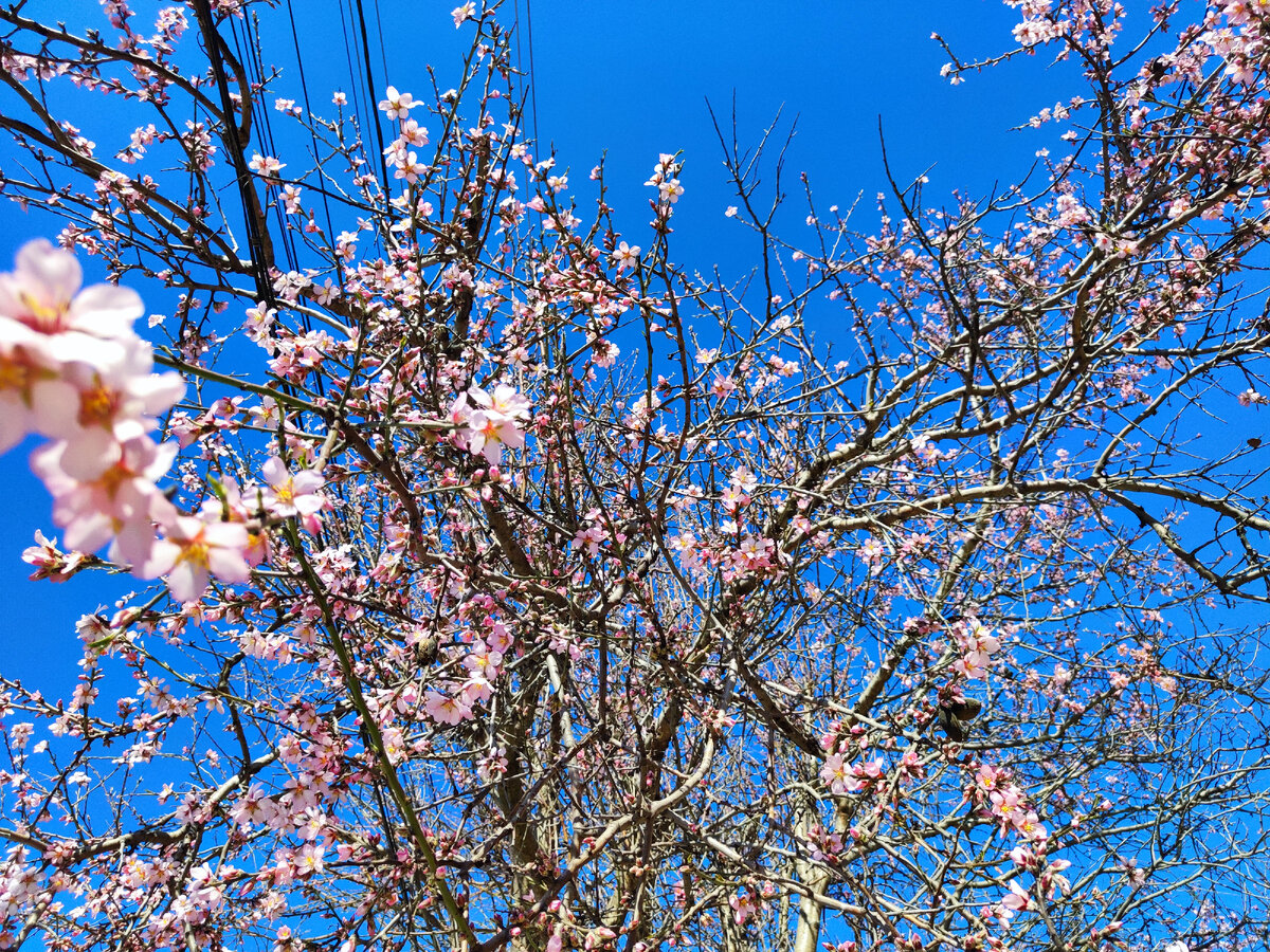 24 марта 2024 года. Миндаль цветёт 