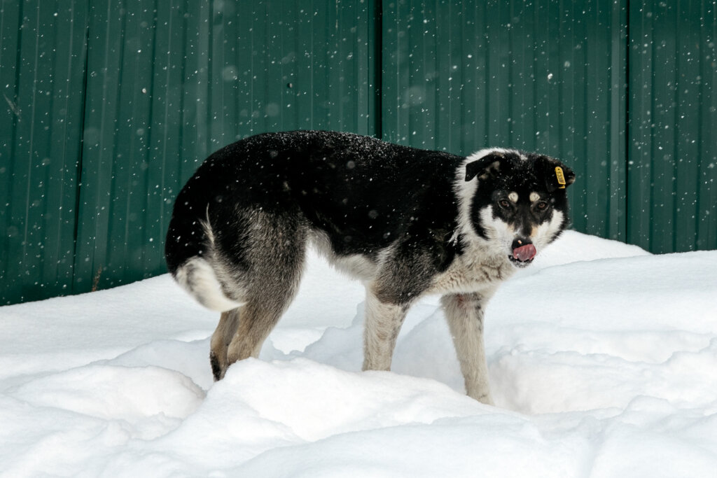    Мэрия Нижневартовска выплатит пенсионерке 100 тысяч рублей за нападение бездомных собак