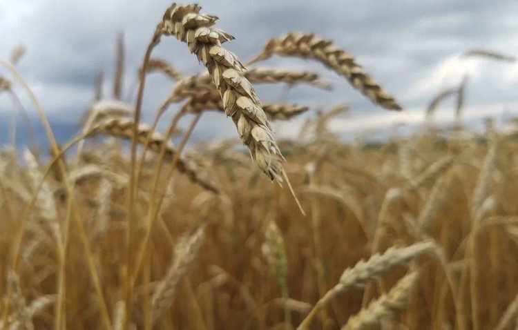    Российский АПК выбирает путь устойчивого развития