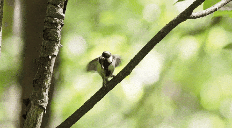   Toshitaka Suzuki, Norimasa Sugita / Current Biology, 2024