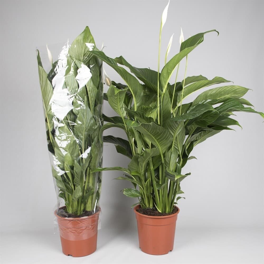 Спатифиллум в магазине / Фото из открытых источников