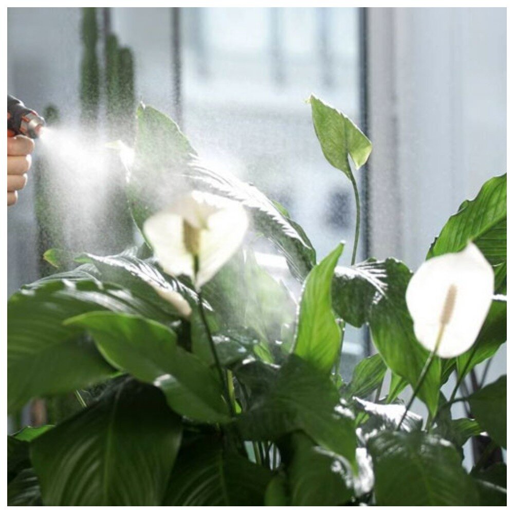 Опрыскивание комнатных растений. Опрыскивание цирконом комнатных растений. Опрыскивание комнатных растений. Опрыскивание цирконом комнатных растений. Опрыскивание цирконом комнатных растений.