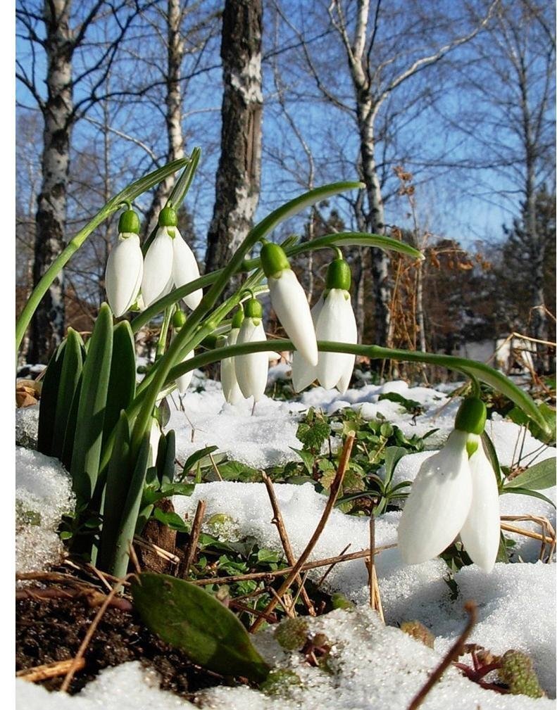 Фото из интернета. Очень красивые цветы.