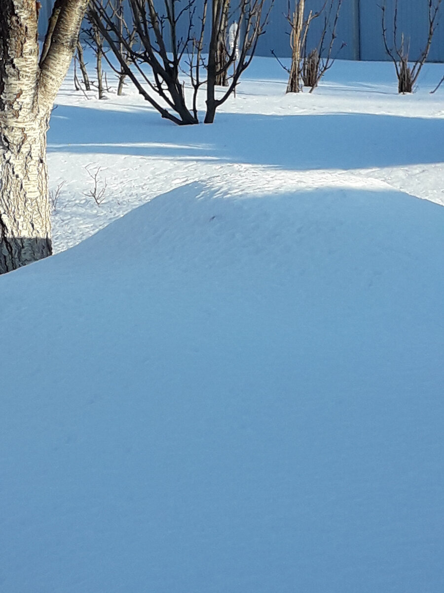 Все молодые кустарники и деревья утопают в снегу.