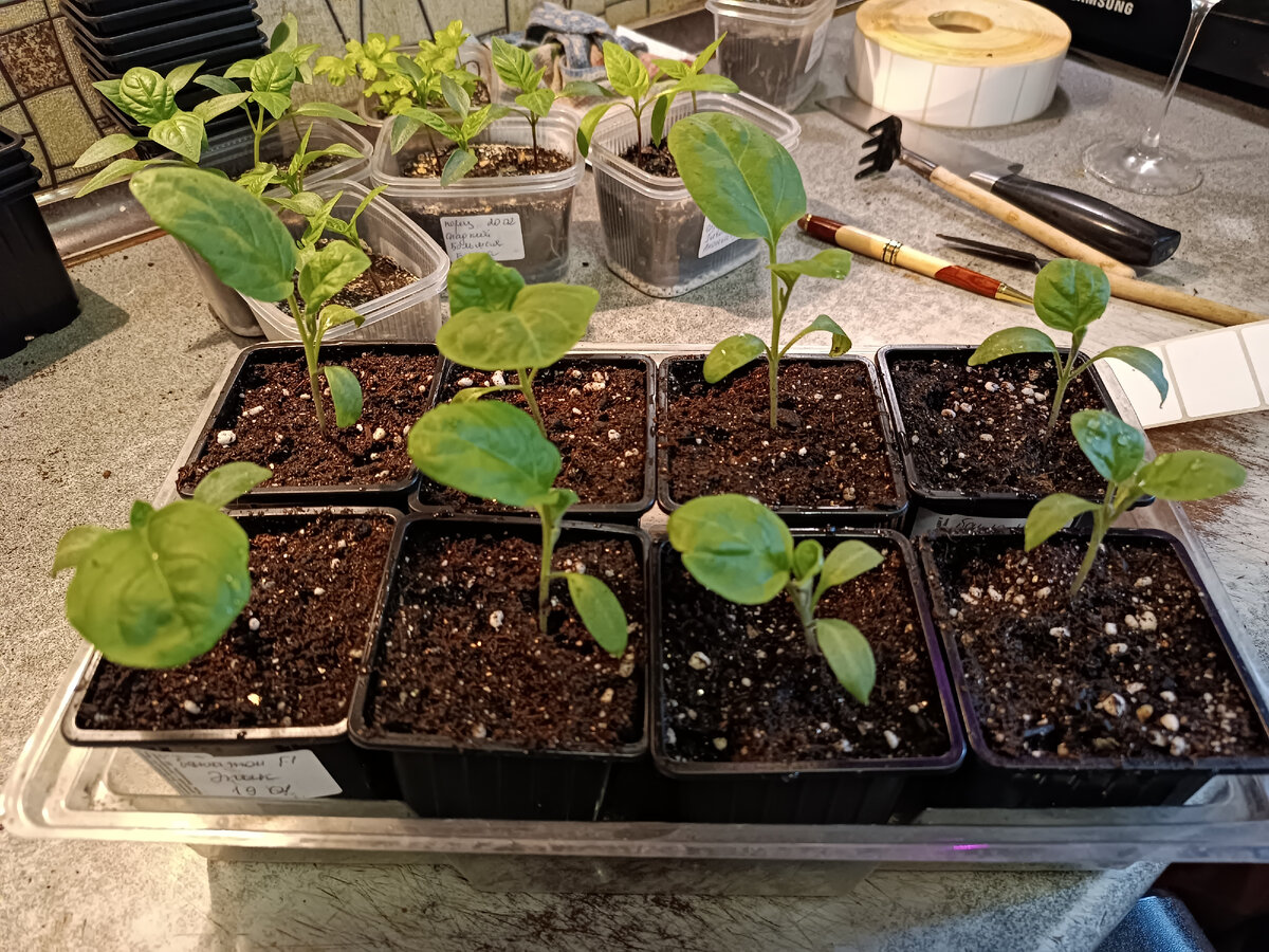 Баклажаны 4 сорта по 2 штучки мне вполне достаточно.