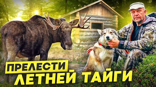 Download Video: 45км. по Тайге с собакой.