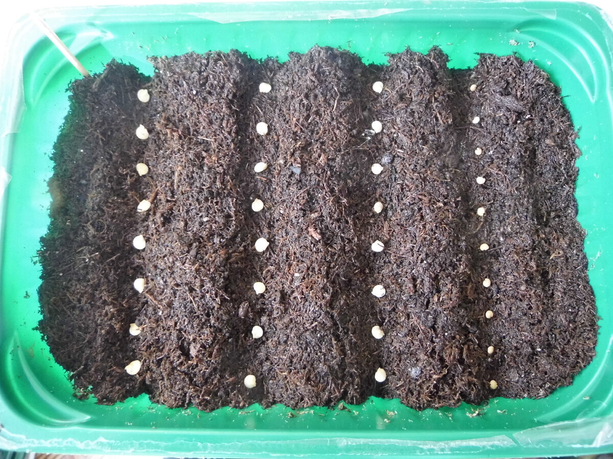 табак пикировка рассады. всхожесть семян перца сладкого на рассаду. росток всхода мандарина. рассада перца всходы. рассада перца всходы.