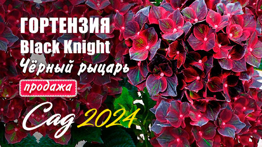 Гортензия Чёрный рыцарь (Black Knight). Продажа саженцев