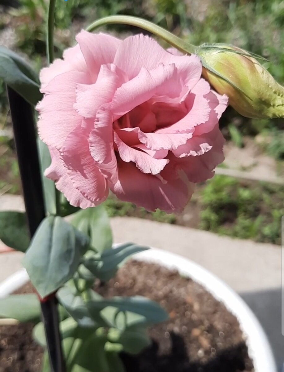 Прошлогодняя красотка.