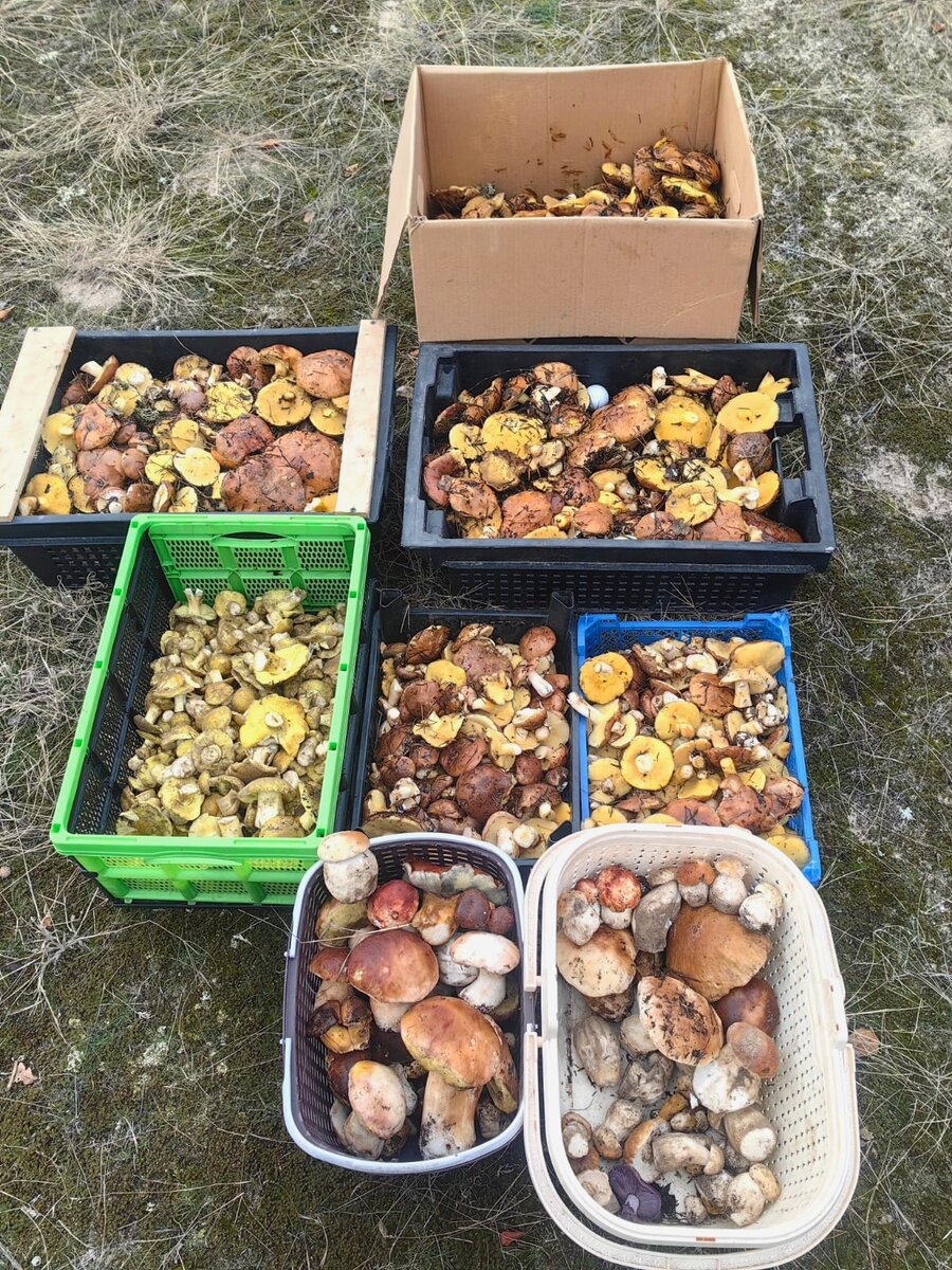 Грибной улов в конце ноября