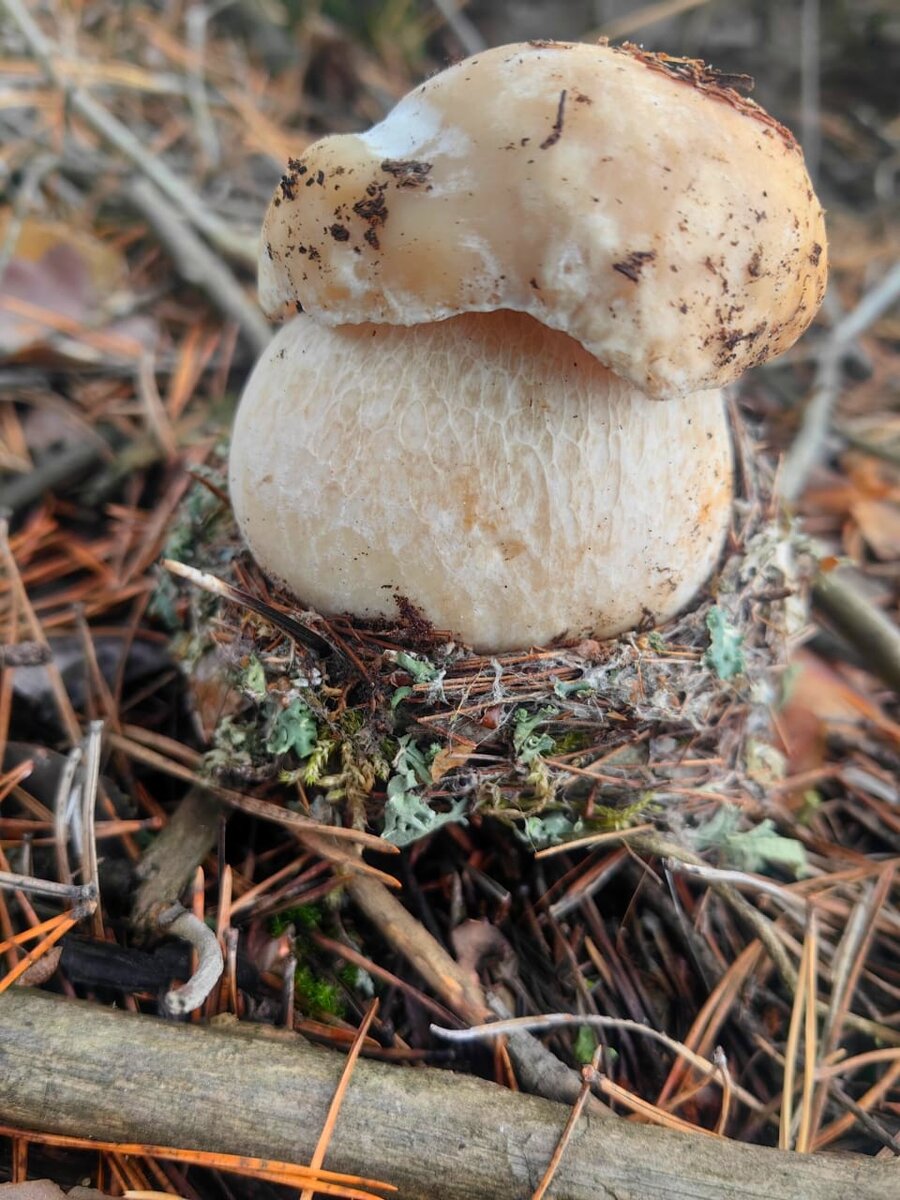 Маленький белый грибочек