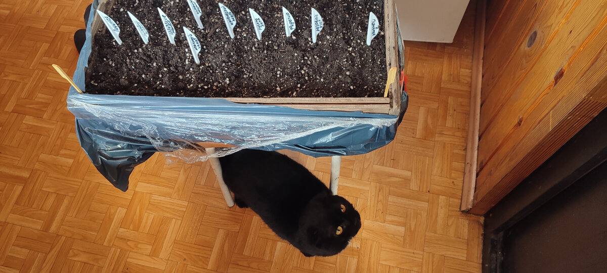 Вредитель.... 