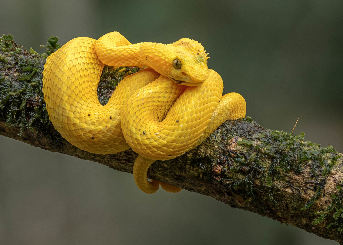 Змеи - не самые приятные животные, а особенно ядовитые! Даже малейший контакт с их слюной, может тебя убить или парализовать на пару суток. Хорошо, если за это время тебя кто-то спасет.-3