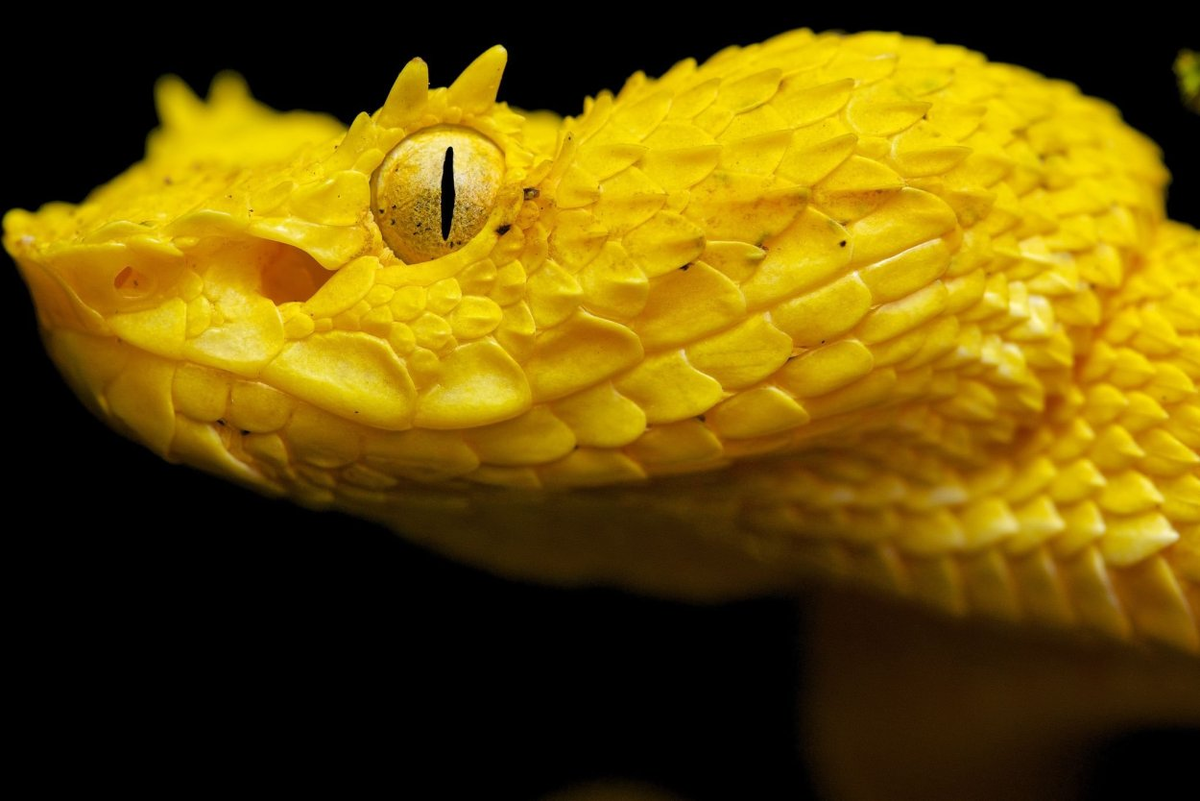 Змеи - не самые приятные животные, а особенно ядовитые! Даже малейший контакт с их слюной, может тебя убить или парализовать на пару суток. Хорошо, если за это время тебя кто-то спасет.-4