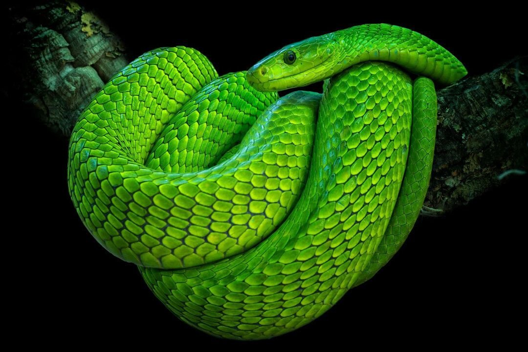 Змеи - не самые приятные животные, а особенно ядовитые! Даже малейший контакт с их слюной, может тебя убить или парализовать на пару суток. Хорошо, если за это время тебя кто-то спасет.-5